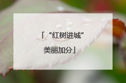 “红树进城” 美丽加分