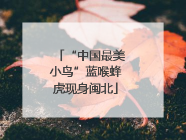 “中国最美小鸟”蓝喉蜂虎现身闽北