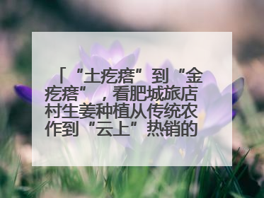 “土疙瘩”到“金疙瘩”，看肥城旅店村生姜种植从传统农作到“云上”热销的蝶变之路