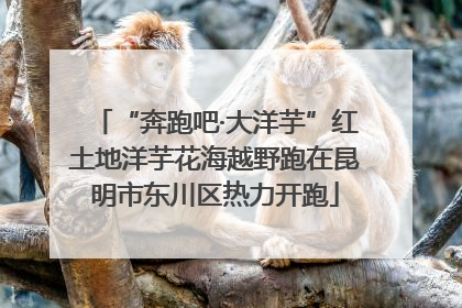 “奔跑吧·大洋芋”红土地洋芋花海越野跑在昆明市东川区热力开跑