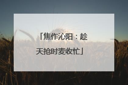 焦作沁阳：趁天抢时麦收忙