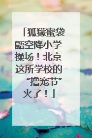 狐獴蜜袋鼯空降小学操场！北京这所学校的“撸宠节”火了！