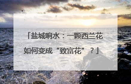 盐城响水：一颗西兰花如何变成“致富花”？