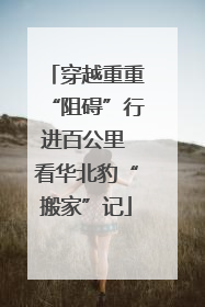 穿越重重“阻碍”行进百公里 看华北豹“搬家”记