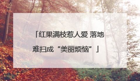 红果满枝惹人爱 落地难扫成“美丽烦恼”