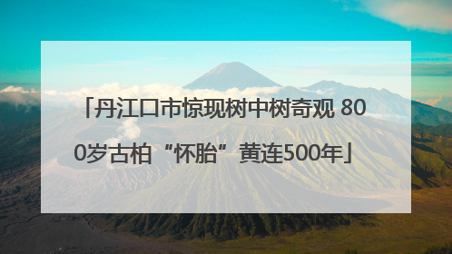 丹江口市惊现树中树奇观 800岁古柏“怀胎”黄连500年