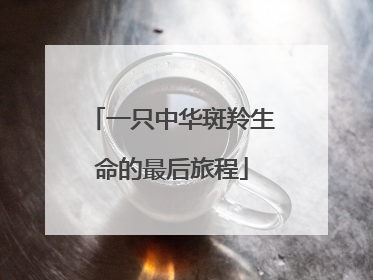 一只中华斑羚生命的最后旅程