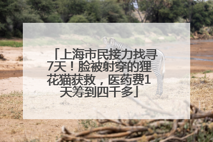 上海市民接力找寻7天！脸被射穿的狸花猫获救，医药费1天筹到四千多