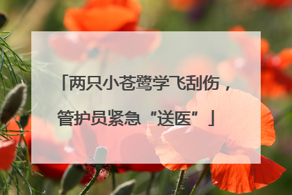 两只小苍鹭学飞刮伤，管护员紧急“送医”