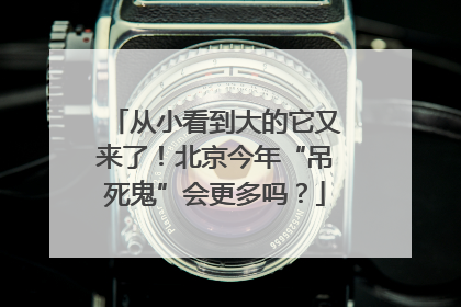 从小看到大的它又来了！北京今年“吊死鬼”会更多吗？