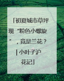 初夏城市草坪现“粉色小螺旋”，竟是兰花？ | 小叶子沪花记