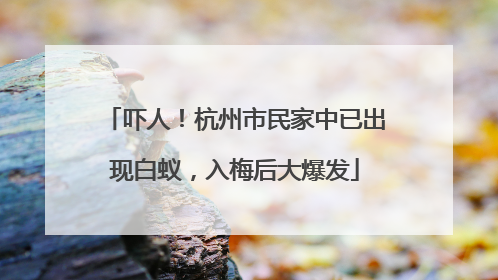 吓人！杭州市民家中已出现白蚁，入梅后大爆发