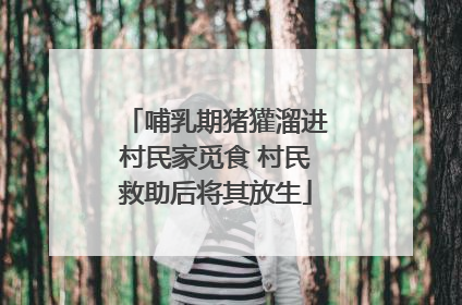 哺乳期猪獾溜进村民家觅食 村民救助后将其放生
