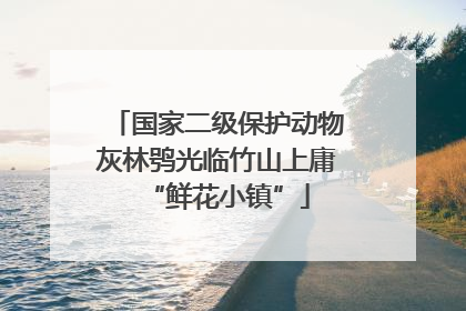 国家二级保护动物灰林鸮光临竹山上庸“鲜花小镇”