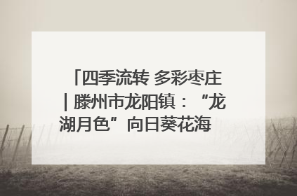 四季流转 多彩枣庄｜滕州市龙阳镇：“龙湖月色”向日葵花海 绘就乡村振兴新画卷