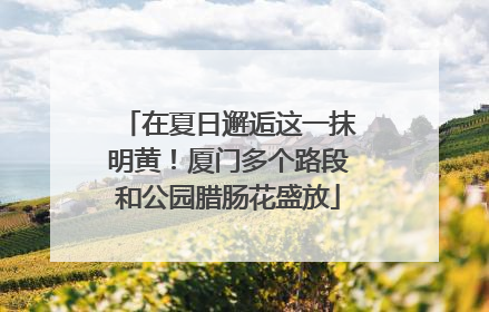 在夏日邂逅这一抹明黄！厦门多个路段和公园腊肠花盛放