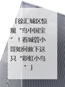 徐汇城区惊现“鸟中国宝”！看城管小哥如何救下这只“彩虹小鸟”