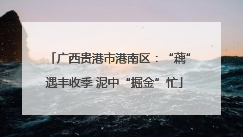 广西贵港市港南区：“藕”遇丰收季 泥中“掘金”忙
