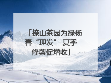 捺山茶园为绿杨春“理发” 夏季修剪促增收
