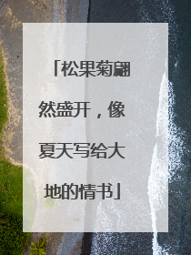 松果菊翩然盛开，像夏天写给大地的情书