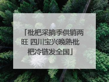 枇杷采摘季供销两旺 四川宝兴晚熟枇杷冷链发全国