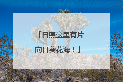 日照这里有片向日葵花海！