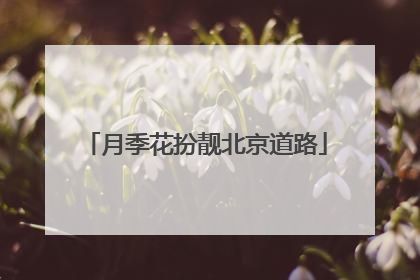 月季花扮靓北京道路