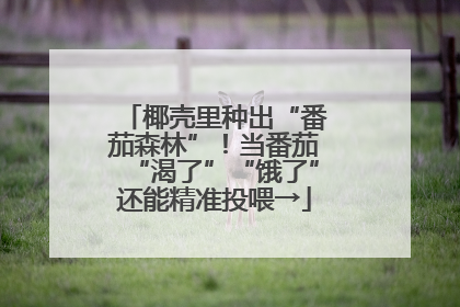 椰壳里种出“番茄森林”！当番茄“渴了”“饿了”还能精准投喂→