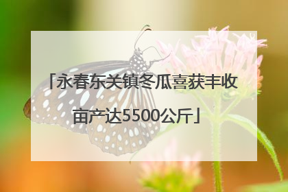 永春东关镇冬瓜喜获丰收 亩产达5500公斤