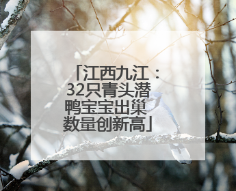 江西九江：32只青头潜鸭宝宝出巢 数量创新高