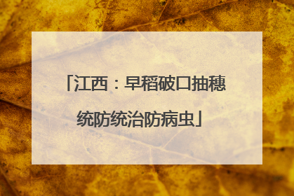 江西：早稻破口抽穗 统防统治防病虫