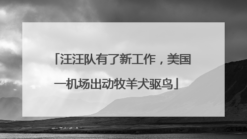 汪汪队有了新工作，美国一机场出动牧羊犬驱鸟