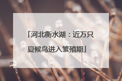 河北衡水湖：近万只夏候鸟进入繁殖期
