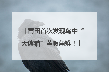 莆田首次发现鸟中“大熊猫”黄腹角雉！