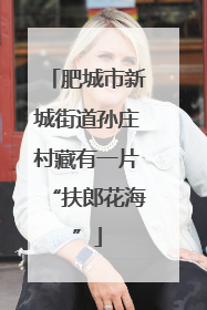 肥城市新城街道孙庄村藏有一片“扶郎花海”