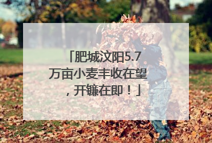 肥城汶阳5.7万亩小麦丰收在望，开镰在即！