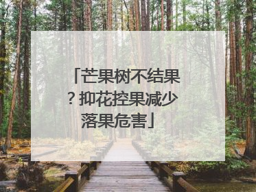 芒果树不结果？抑花控果减少落果危害