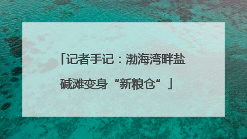 记者手记：渤海湾畔盐碱滩变身“新粮仓”