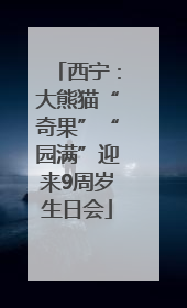 西宁：大熊猫“奇果”“园满”迎来9周岁生日会