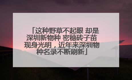 这种野草不起眼 却是深圳新物种 密穗砖子苗现身光明，近年来深圳物种名录不断刷新