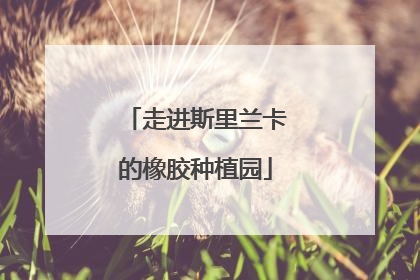 走进斯里兰卡的橡胶种植园
