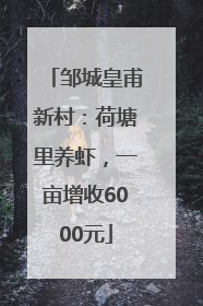 邹城皇甫新村：荷塘里养虾，一亩增收6000元
