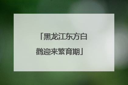 黑龙江东方白鹳迎来繁育期