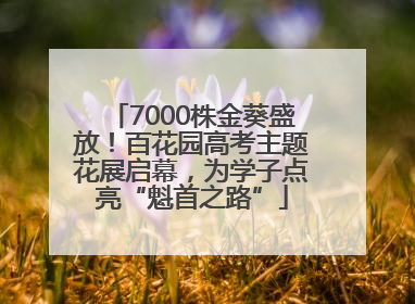 7000株金葵盛放！百花园高考主题花展启幕，为学子点亮“魁首之路”